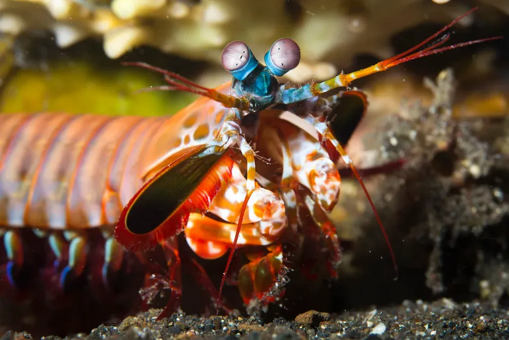Polarized Light: The Secret Language of the Mantis Shrimp (Image Credits: Flickr)