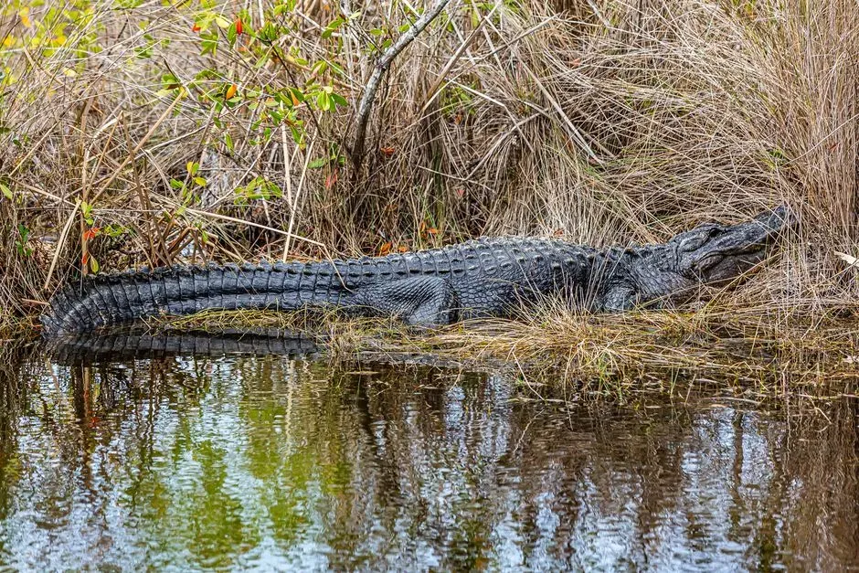 5. The Everglades Restoration Effort Is Actually Moving Dirt (Image Credits: Pexels)
