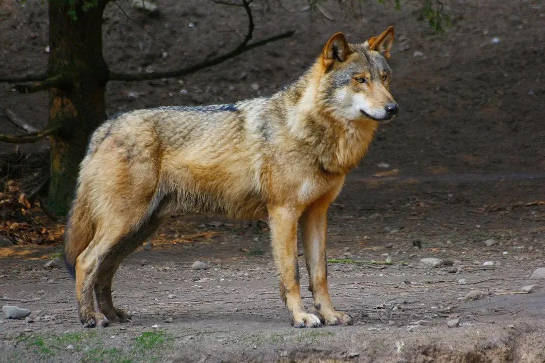 Red Wolf (Image Credits: Unsplash)
