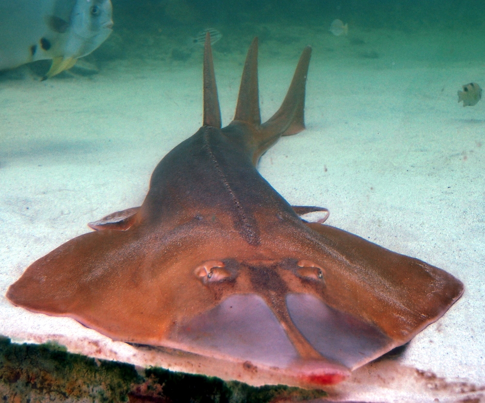 The Guitar Shark That Changes Everything (Image Credits: Wikimedia)