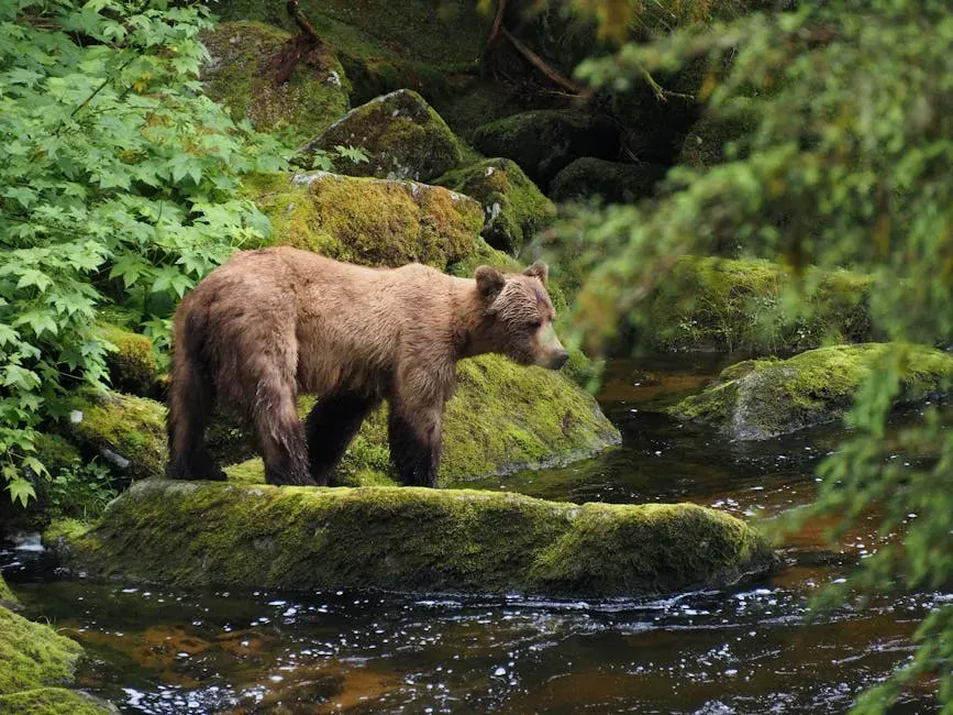 Conclusion – Embracing Your Alaskan Wild Side (Image Credits: Pexels)
