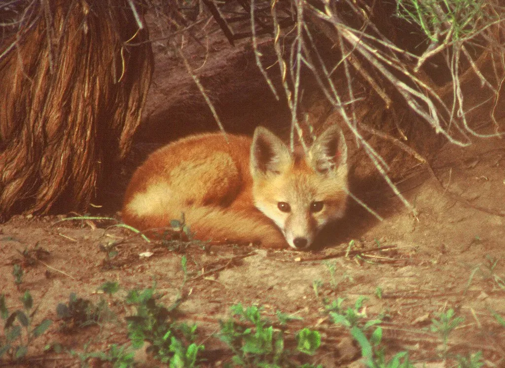 Cancer: The Protective Den Fox Guarding the Hearth (USFWS Mountain Prairie, Flickr, CC BY 2.0)