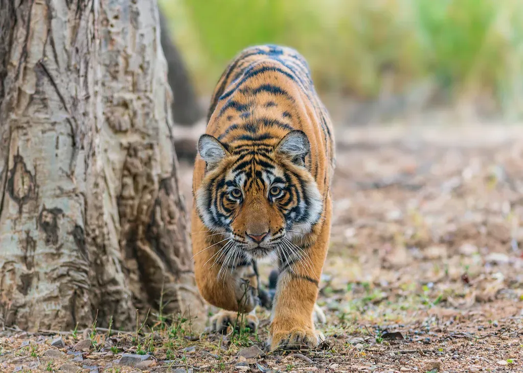 8. Ambushing from the side or behind: reading your blind spots (Ankit Gita, Flickr, CC BY 2.0)