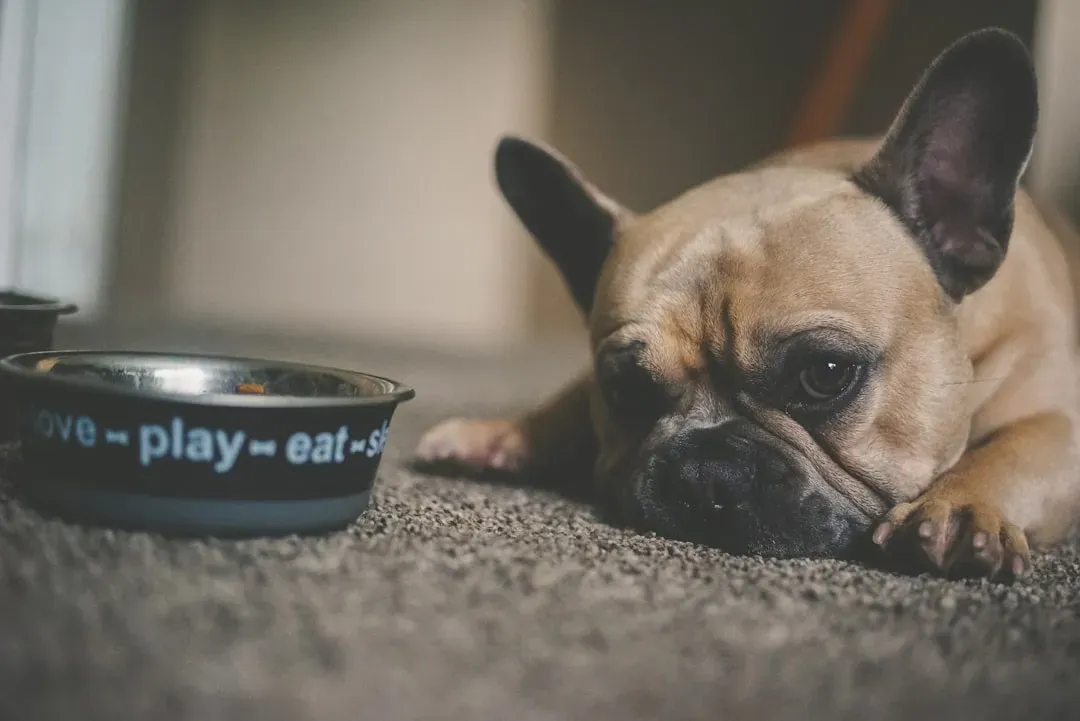 When the Bowl Stays Full: Appetite Loss as a Symptom of Shock (Image Credits: Unsplash)