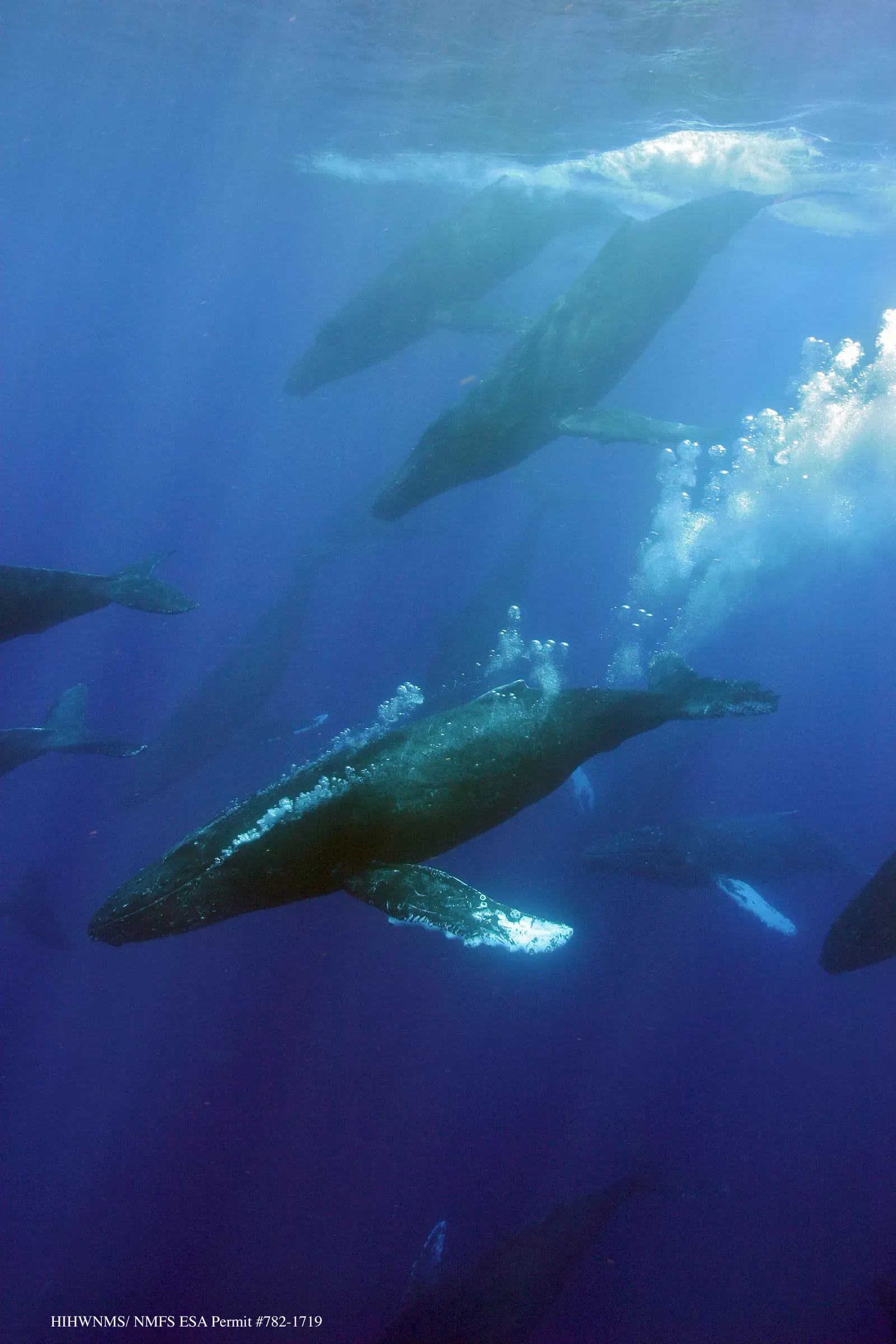 The Human Noise Problem: When Our Engines Drown Out Their Voices (HIHWNMS - Humpback Whales, Public domain)