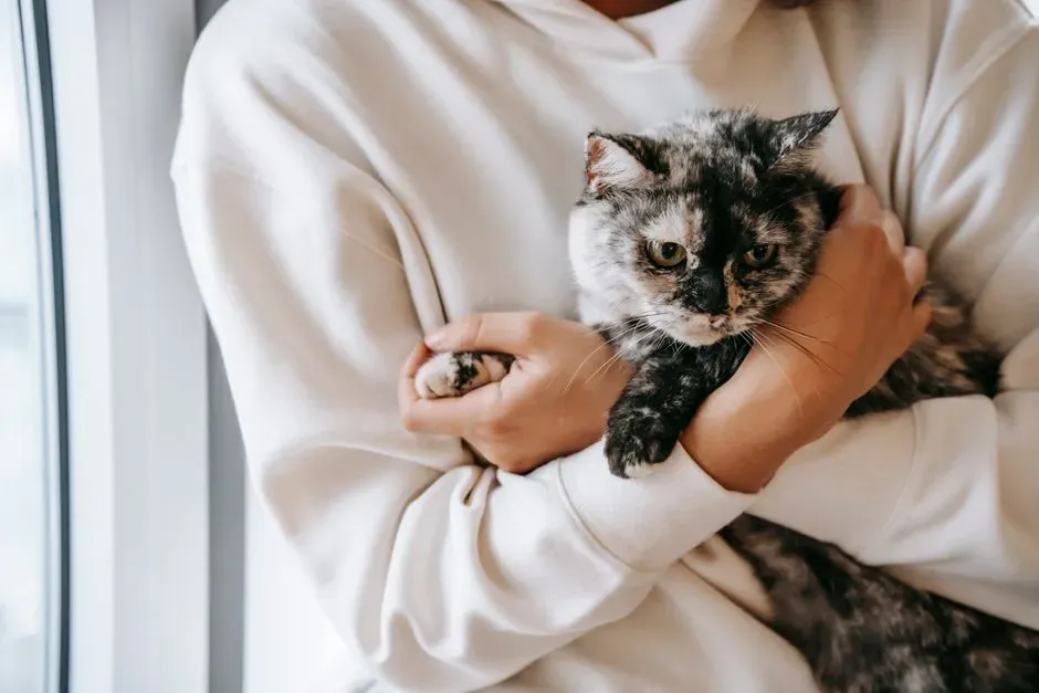 Secure Attachment, Feline Style: What Studies Actually Suggest (Image Credits: Pexels)