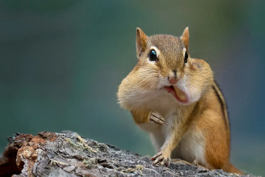 2. Those Cheek Pouches Are Serious Storage Gear (Image Credits: Unsplash)