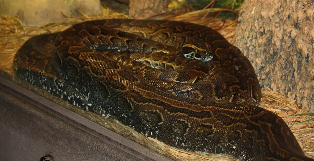 6. African Rock Pythons: Silent Constrictors With an Invisible Approach (LaggedOnUser, Flickr, CC BY-SA 2.0)
