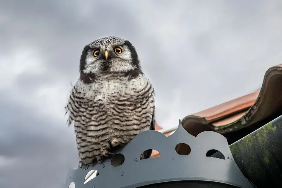 What Biologists Actually Think: No Omen, But Plenty of Meaning (Image Credits: Pexels)