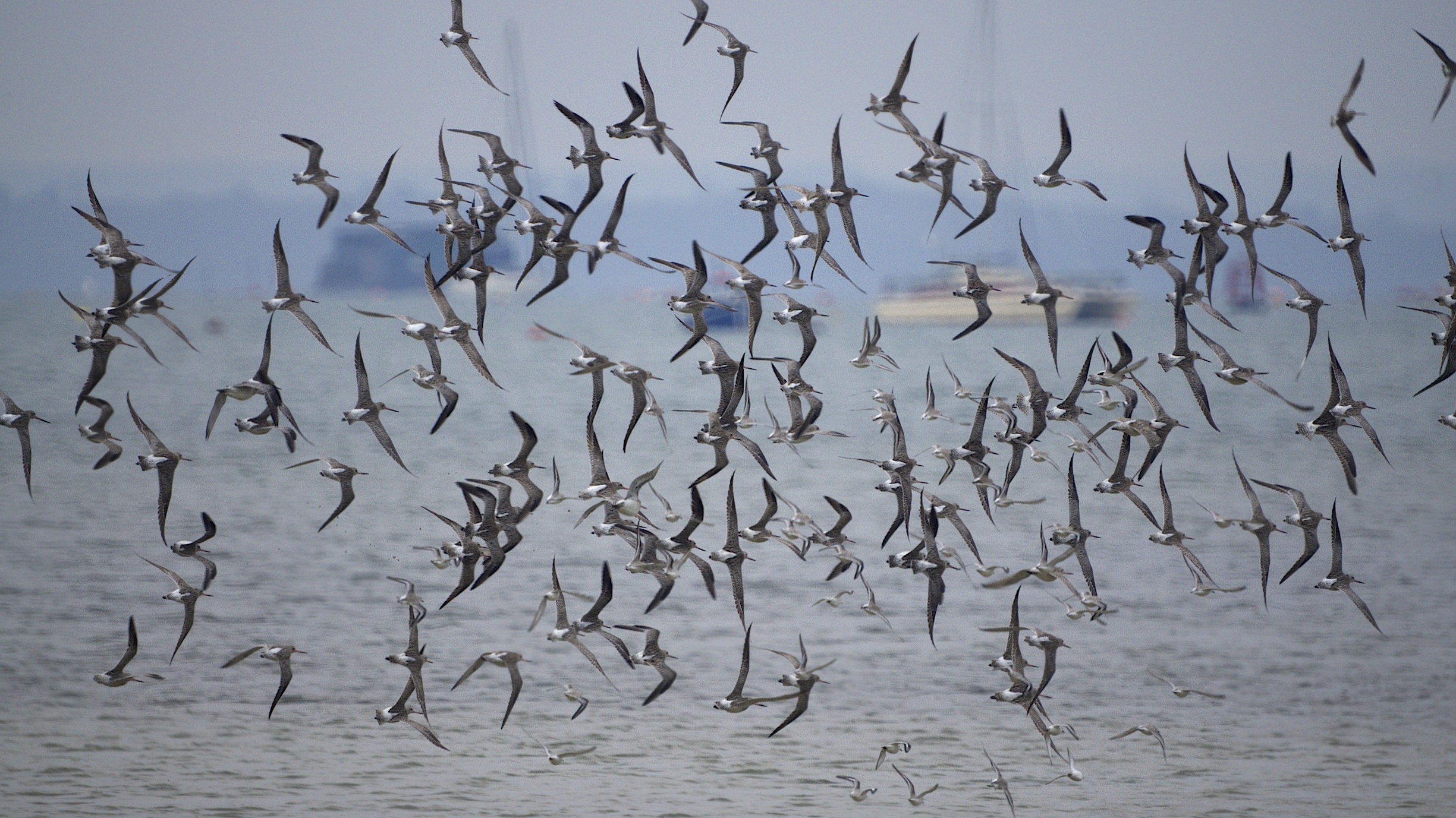 The Bar-tailed Godwit: The Efficient Achiever (Image Credits: Wikimedia)