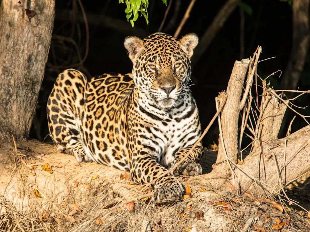 Aries – The Jaguar: Fearless, Fast, and Socially Direct (Image Credits: Unsplash)