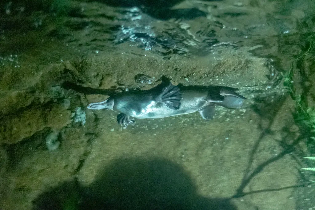 7. Platypus – The Electric-Billed Oddball (Image Credits: Flickr)