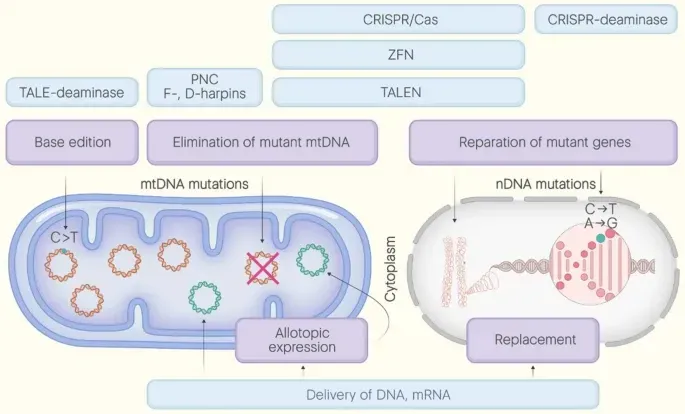 Personalized CRISPR Gene Therapy Saves a Baby's Life (Image Credits: Wikimedia)