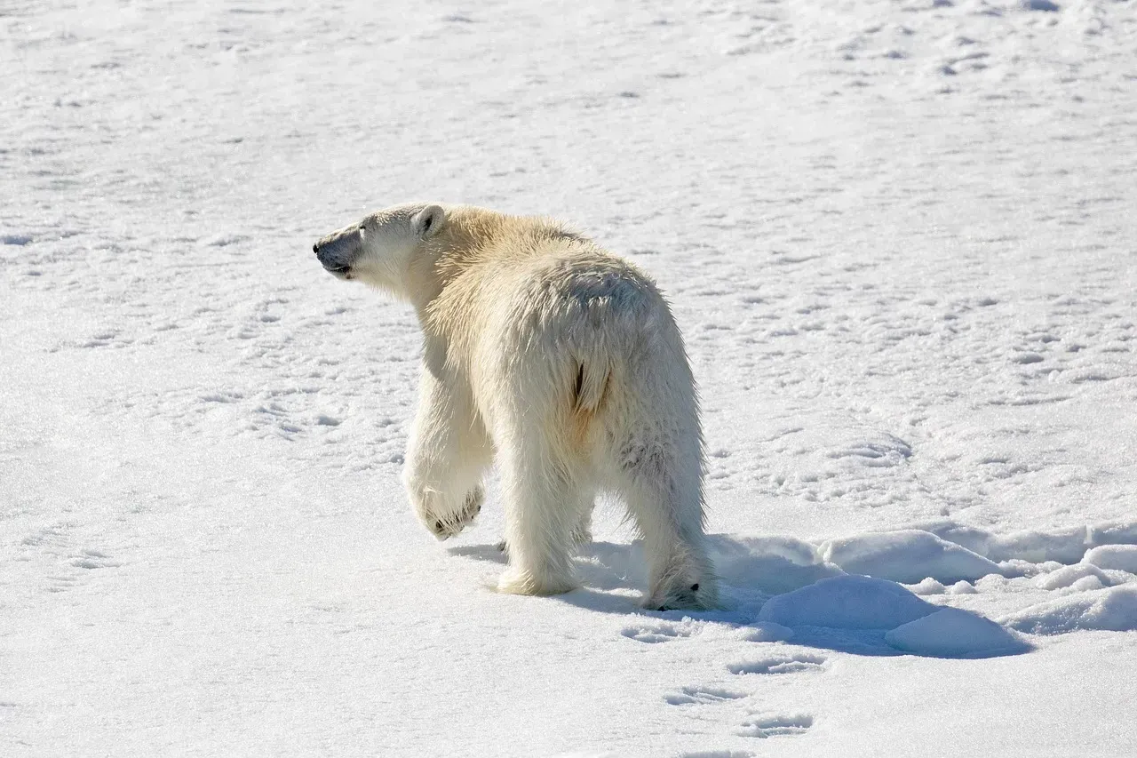 Polar Bear Fur Is So Advanced It Outperforms the Best Human Ski Equipment (Image Credits: Pixabay)