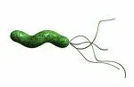 #2 Helicobacter pylori and Stomach Ulcers: The Bacteria No One Wanted to Believe (By Unknown/gustavocarra, CC BY-SA 3.0)