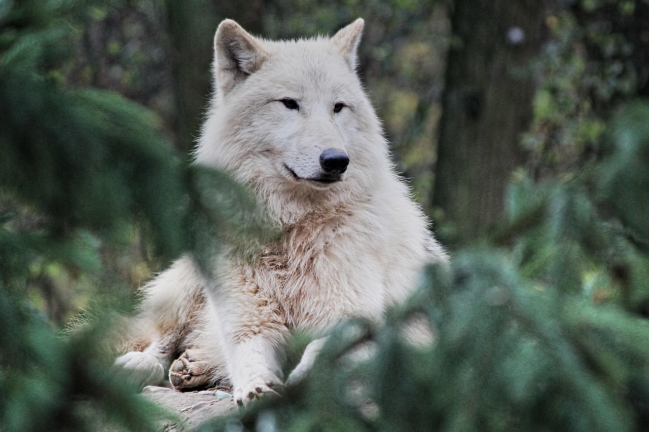 Virgo and the Intelligent Wolf (Image Credits: Pixabay)