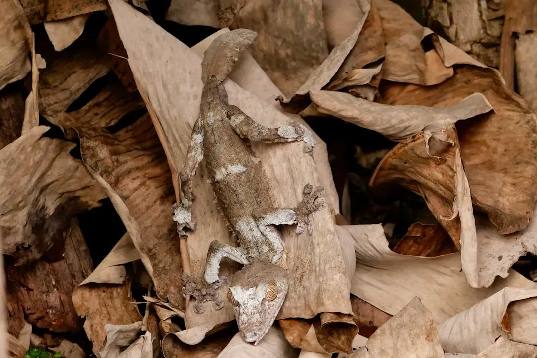 8. Leaf-Tailed Geckos: Disappearing Acts Refined to an Art (Image Credits: Unsplash)