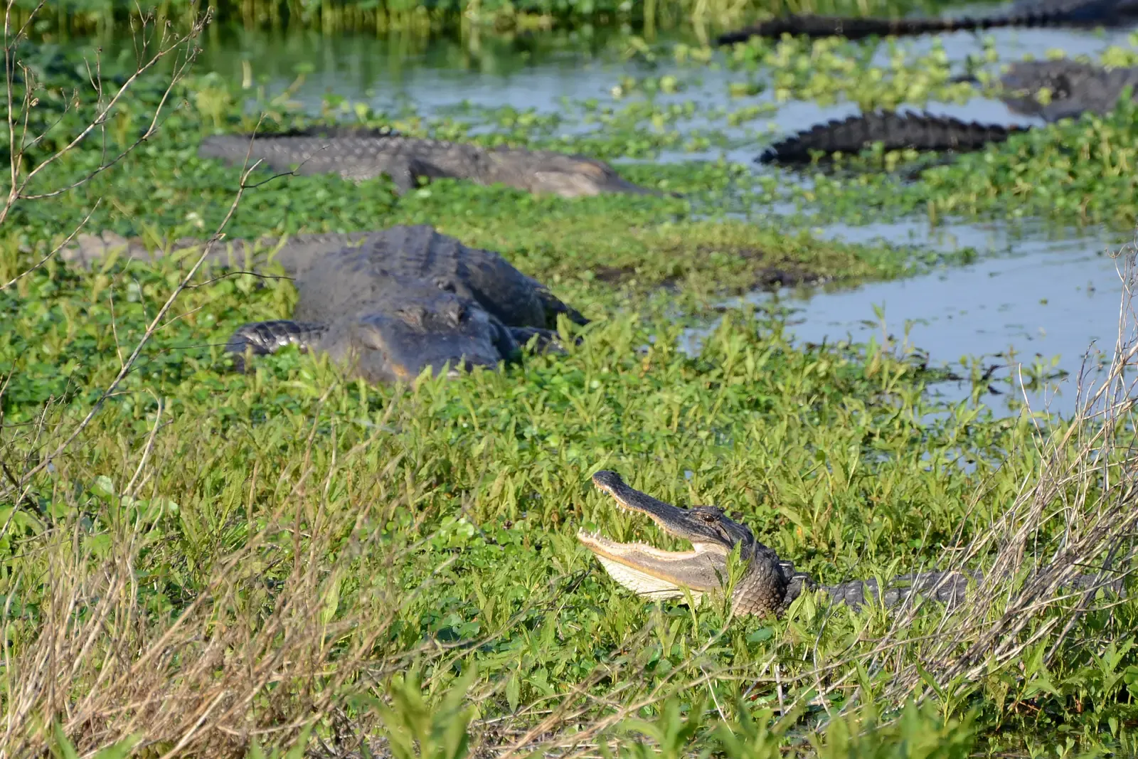 Recognize Alligator Behavior So You Don’t Panic (Basking gators, CC BY 2.0)