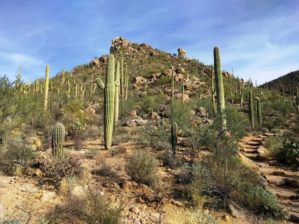 Cactus Hill and the Pre-Clovis Controversy (Image Credits: Flickr)