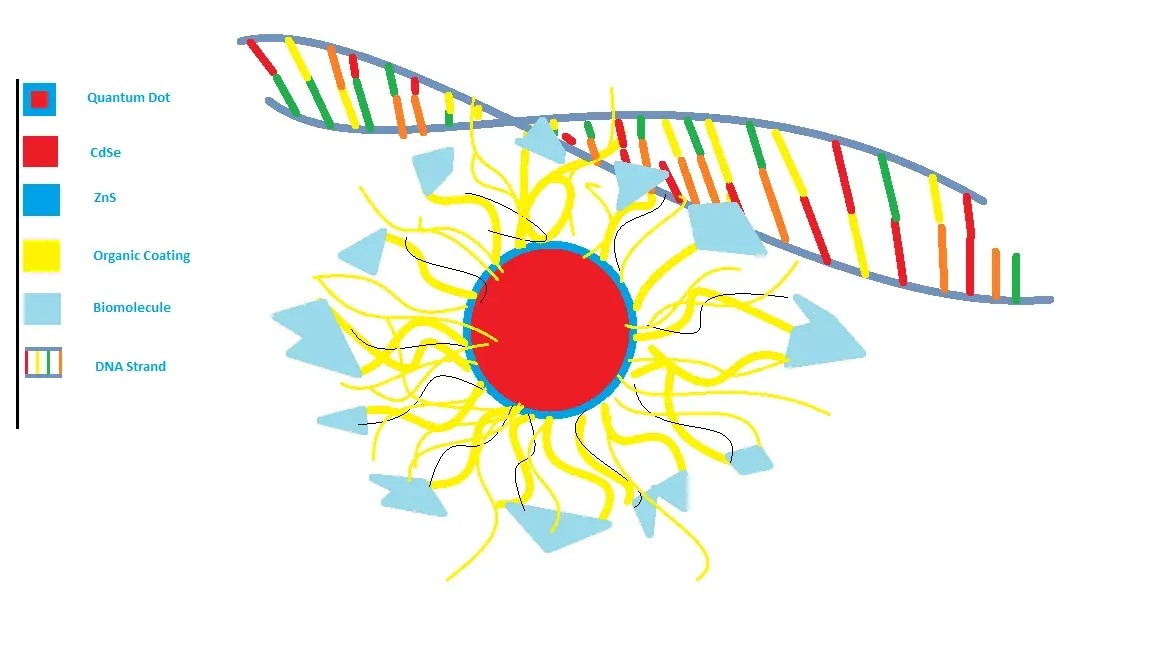 Bench Experiments: Watching Tiny Proteins for Quantum Behavior (Image Credits: Wikimedia)