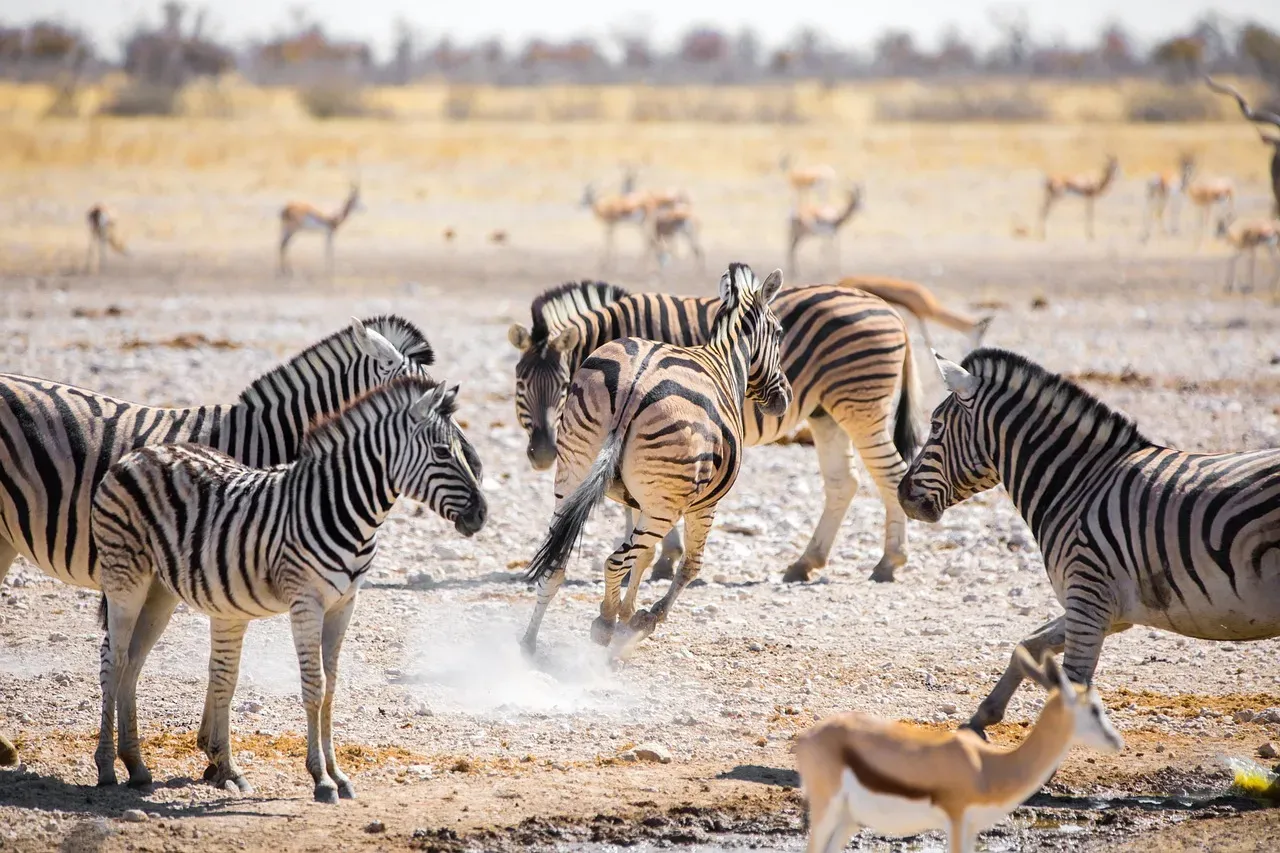 Caprivi Strip Conservancies, Namibia (Image Credits: Pixabay)