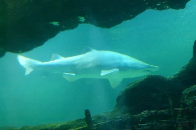 #11 - The Gulf of Mexico "Phantom Shark" Seen Once and Forgotten (From geograph.org.uk, CC BY-SA 2.0)