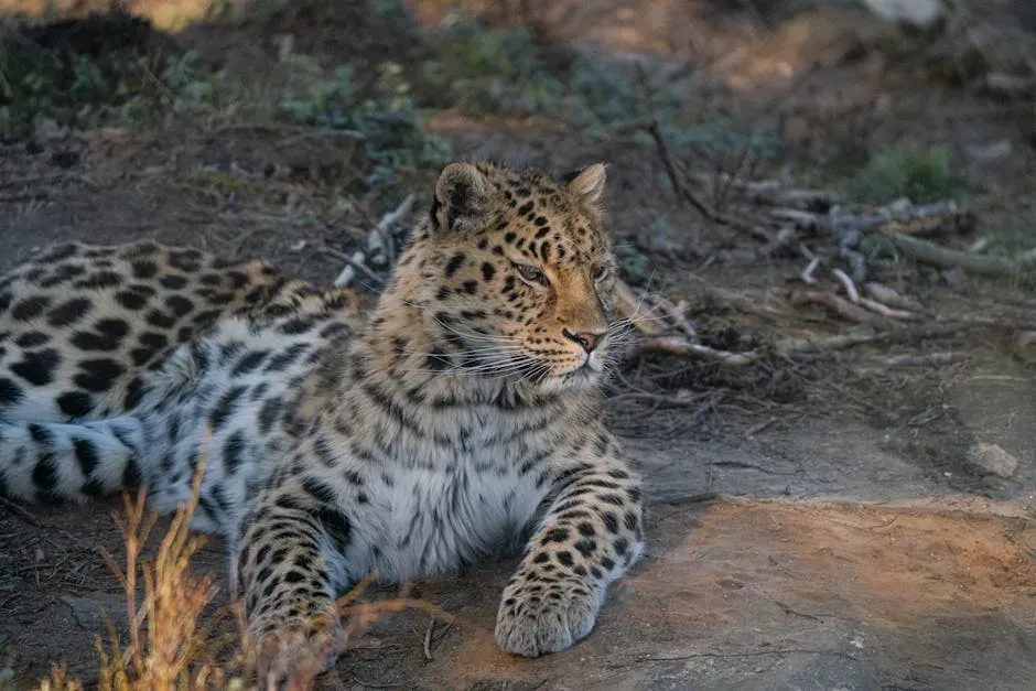 The Amur Leopard: A Comeback Written in Pawprints (Image Credits: Pexels)