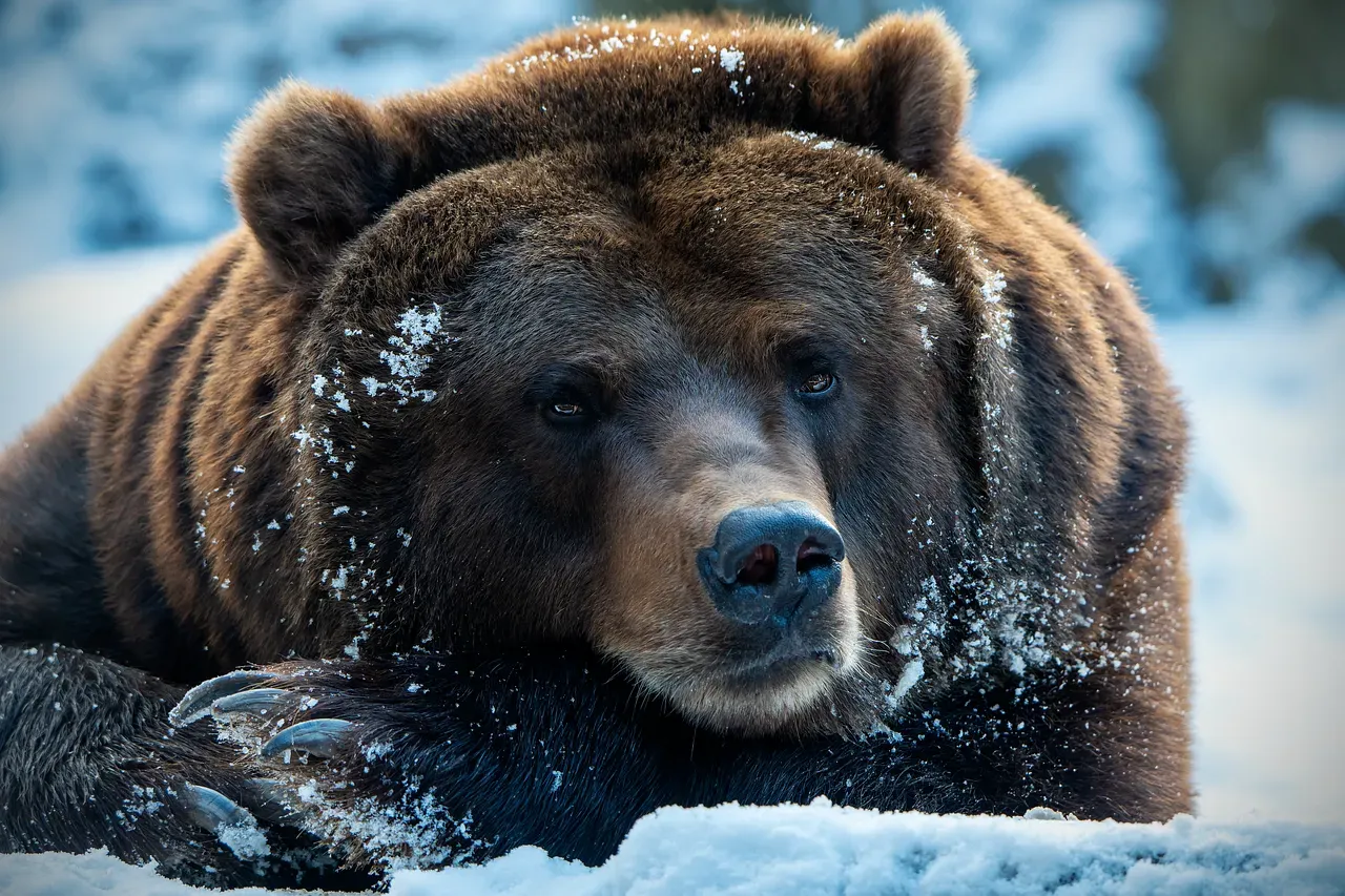 How Shamans Read the Bear’s Winter Journey (Image Credits: Pixabay)