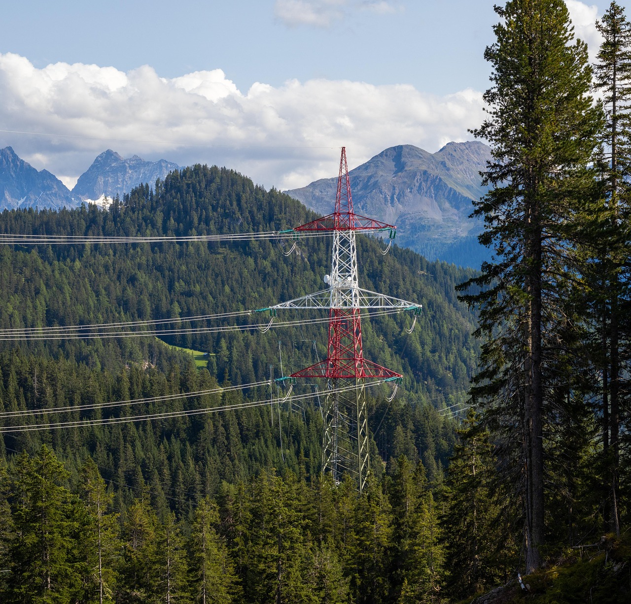 The Hidden Bioelectrical Network of Living Trees (Image Credits: Pixabay)