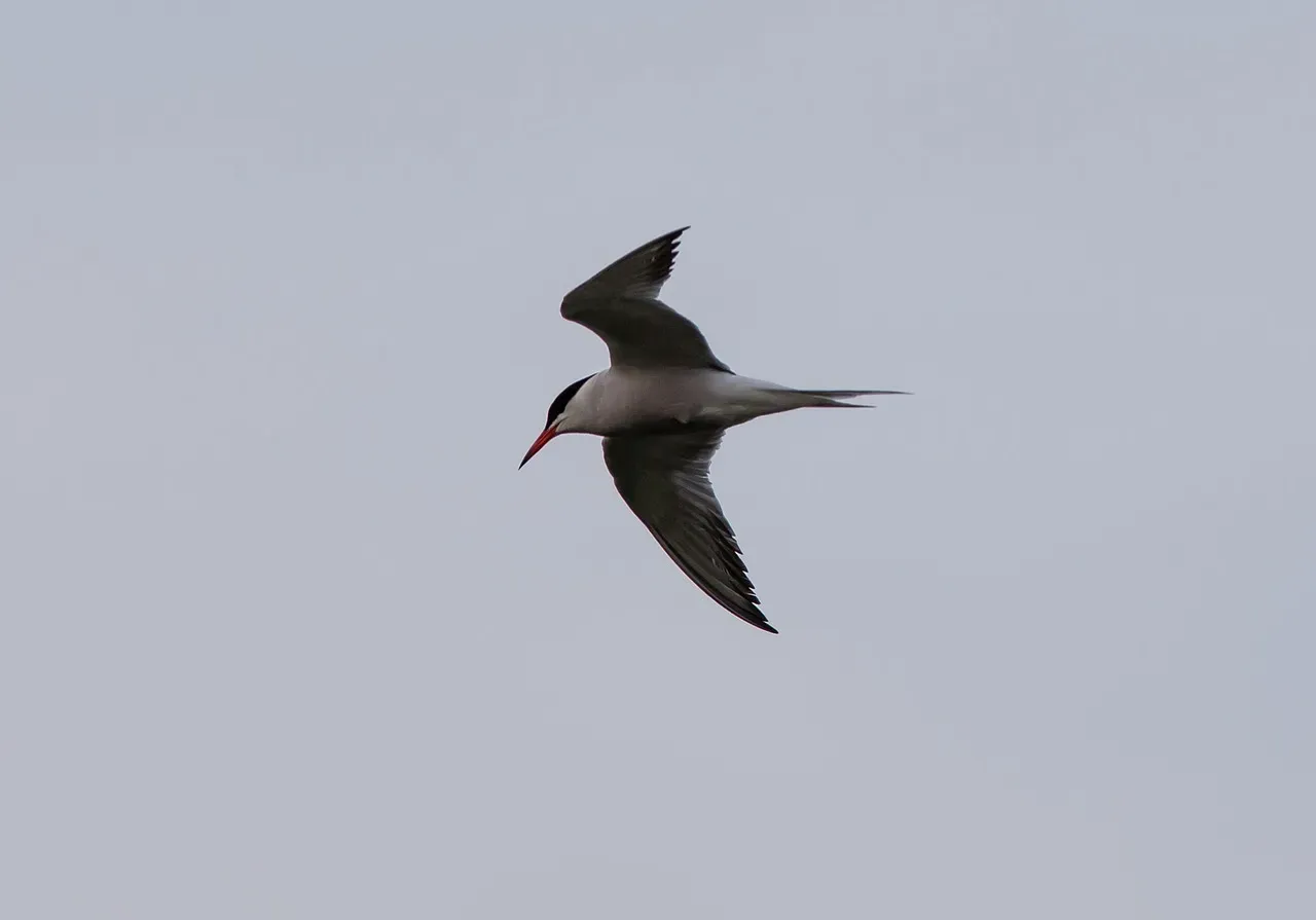 #7 A Singular Arctic Bird with No Flock (Image Credits: Pixabay)