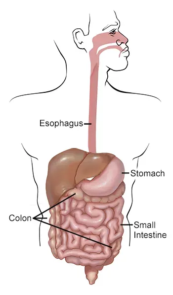 Your Gut Is Uniquely Yours (Image Credits: Wikimedia)
