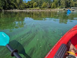 Hudson River: New York's Recent Bloom Concerns (Image Credits: Hudson algae blooms: HVNY)