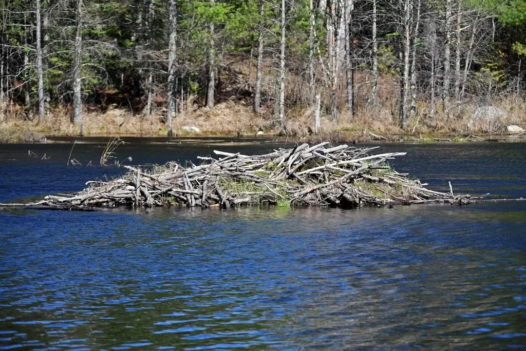 What You Can Do: Small Actions for a Beaver‑Friendly Watershed (Image Credits: Rawpixel)
