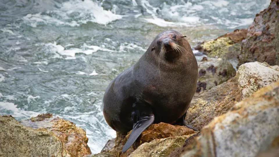 Reading the Ocean: Rough Conditions and Sudden Swells (Image Credits: Stocksnap)