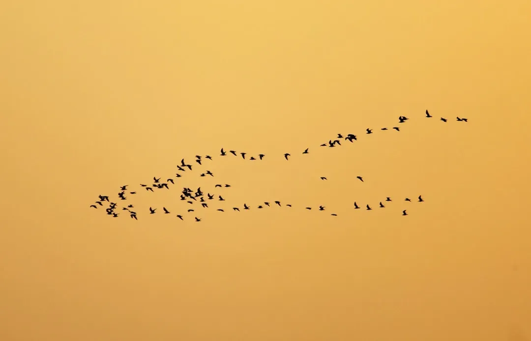 Learning the Routes and Building Mental Maps (Image Credits: Unsplash)