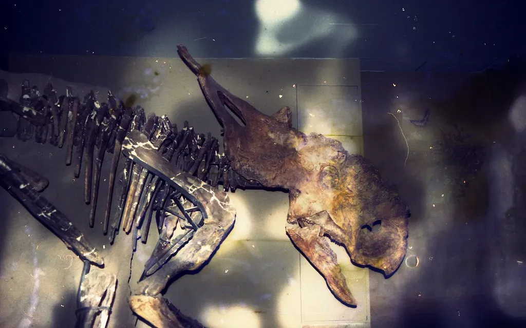 Reading the Bones: Functional Morphology and What Fossils Tell You (Image Credits: Flickr)