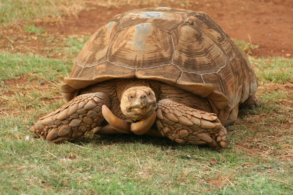 Species That Bend the Rules: Long-Lived Outliers (Image Credits: Stocksnap)