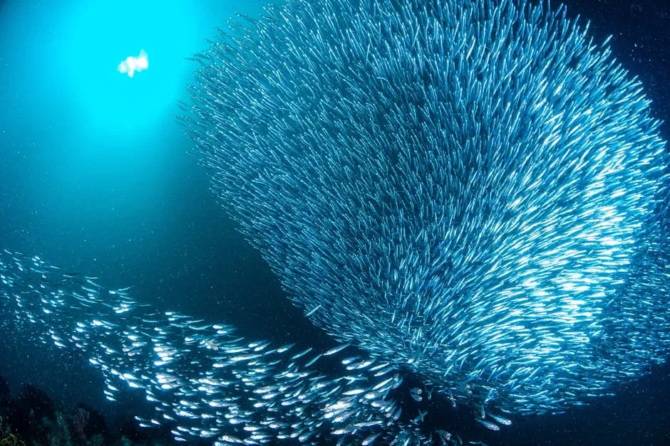 7. Sardine Run off South Africa: A Living, Moving Super-Storm (Image Credits: Pexels)