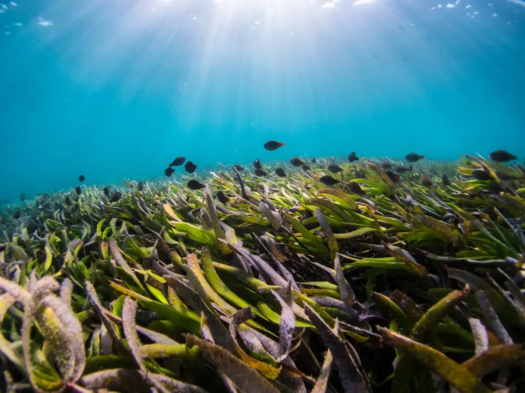 15. Community-Led Coastal Protections Boosting Fisheries And Biodiversity (Image Credits: Unsplash)