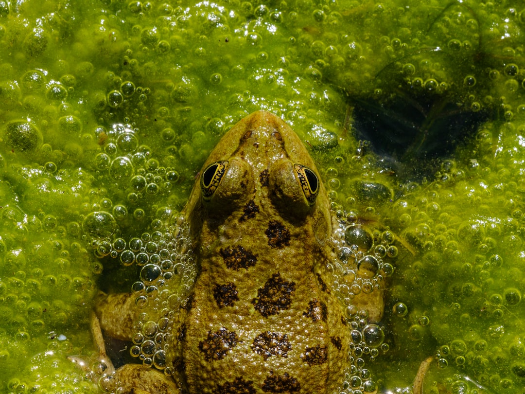 Arizona's Amphibian Diversity Explosion (Image Credits: Unsplash)