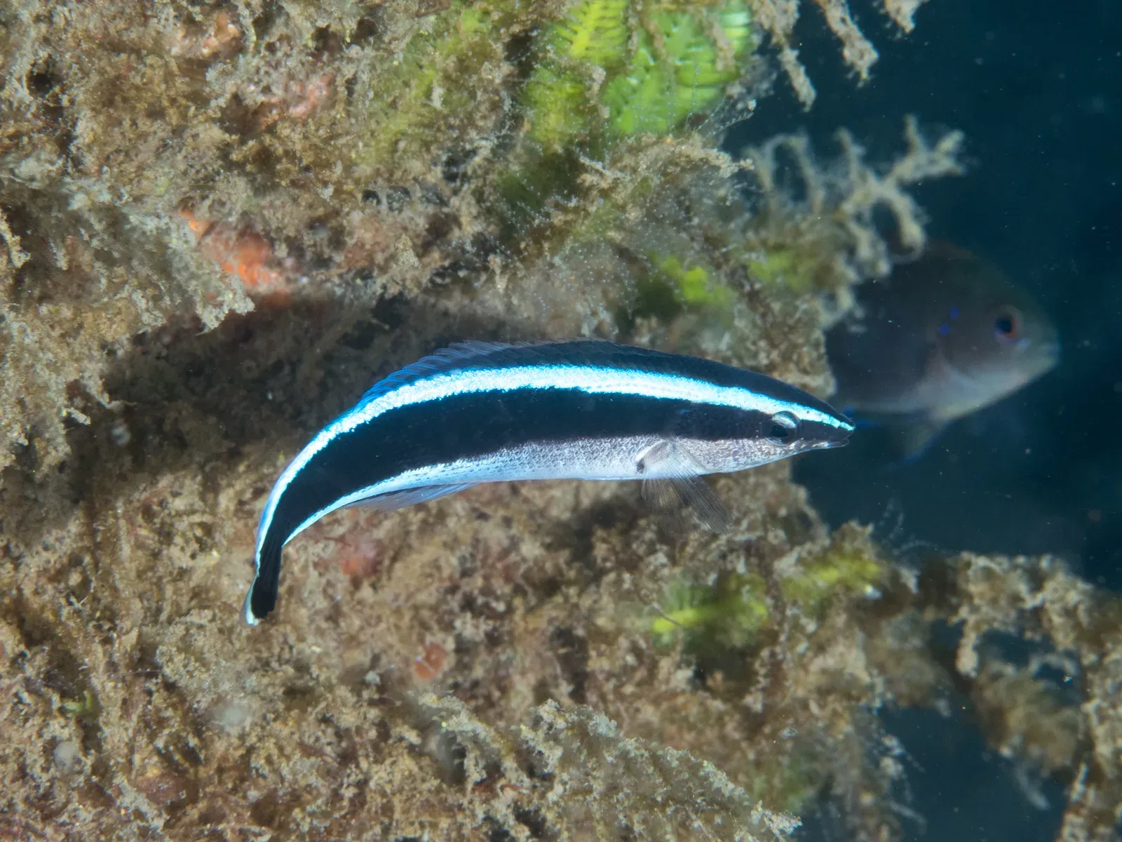 3. Cleaner Wrasse That Recognize Themselves In Mirrors (Image Credits: Wikimedia)