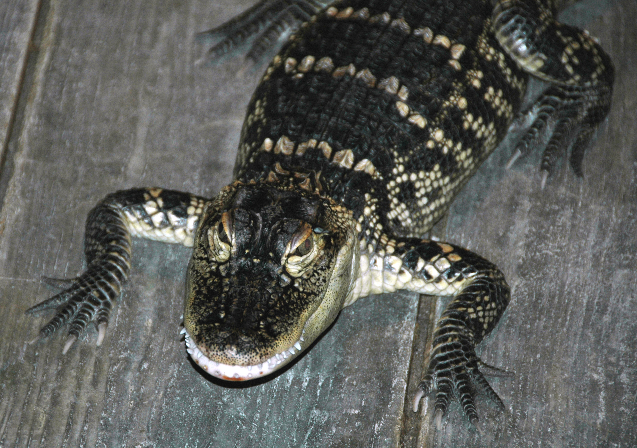 The Hidden Clues (Image Credits: Wikimedia)