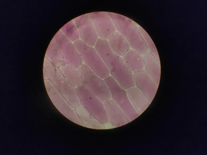 The New Frontier: Science Supercharging Your Natural Healing (Image Credits: Pexels)