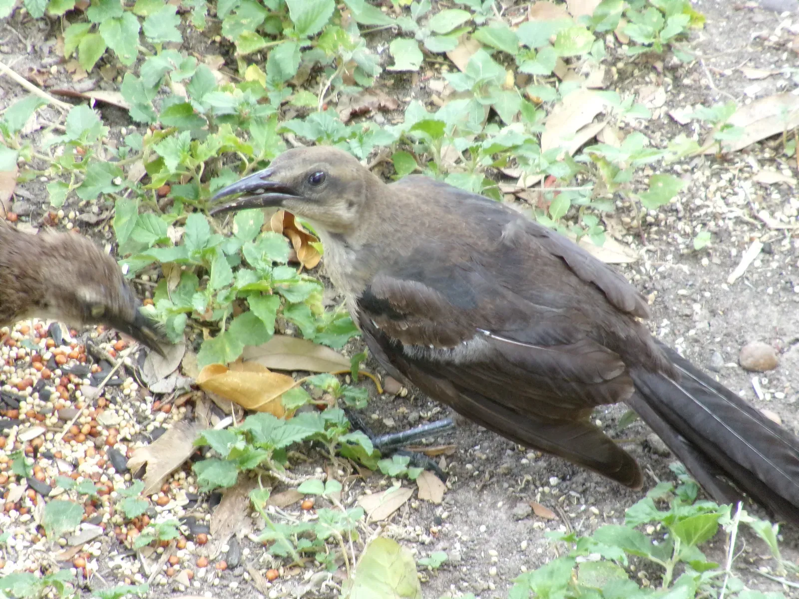 Young Grackles Learning the Social Code (By Robert Kixmiller, CC BY-SA 4.0)