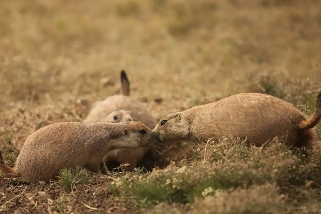 Buffets for Predators: Feeding an Entire Food Web (Image Credits: Unsplash)