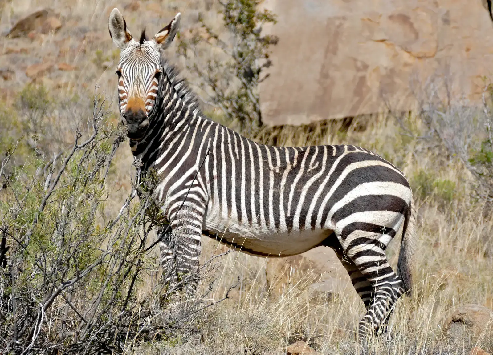 #10 - The Cape Mountain Zebra: Too Close for Comfort (Cape Mountain Zebra (Equus zebra zebra), CC BY-SA 2.0)
