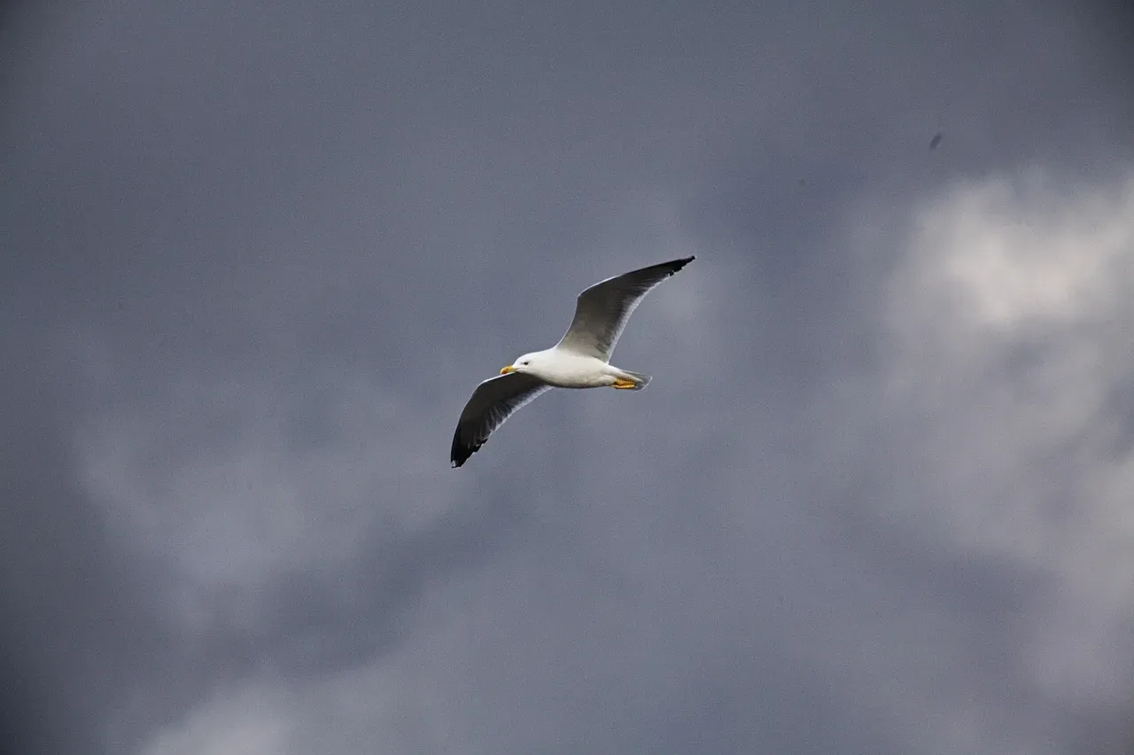 3. Birds: Sky Watchers Before Storms and Quakes (Image Credits: Pixabay)