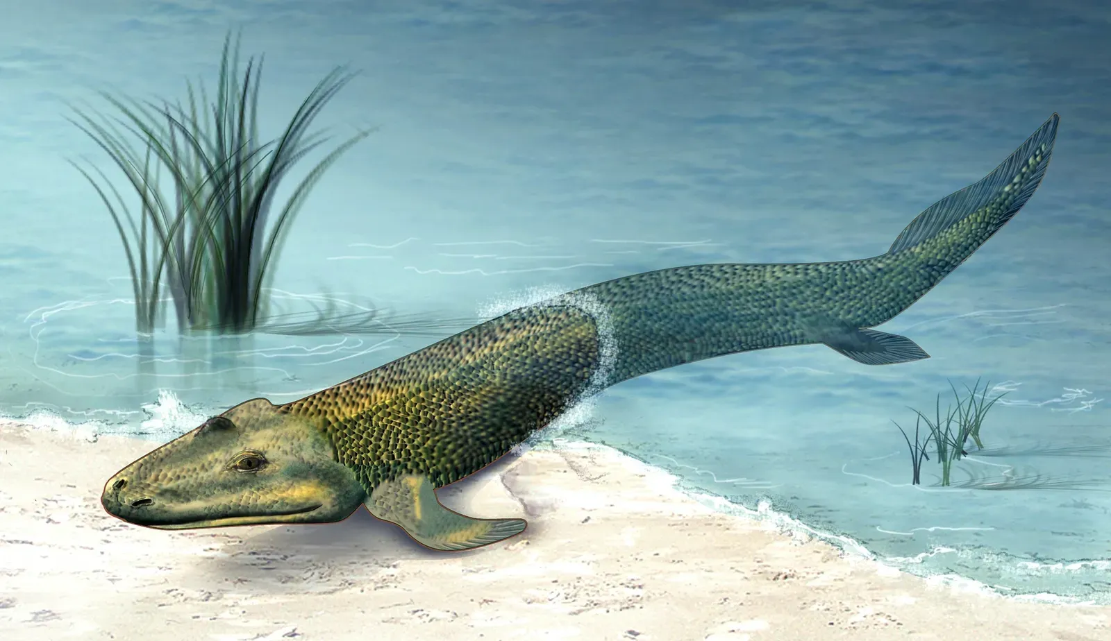 #4 - Tiktaalik And Early "Fishapods": From Land-Crawlers To Water-Edge Specialists (National Science Foundation Multimedia Gallery
http://nsf.gov/news/mmg/mmg_disp.cfm?med_id=58310
http://nsf.gov/news/news_summ.jsp?cntn_id=106807
https://flickr.com/photos/nsf_beta/3705198718, Public domain)