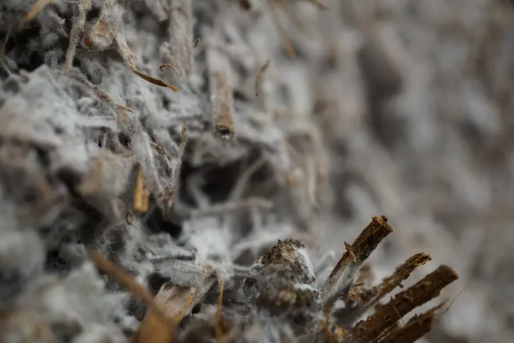 The Hidden “Wood Wide Web” Beneath Our Feet (Image Credits: Flickr)