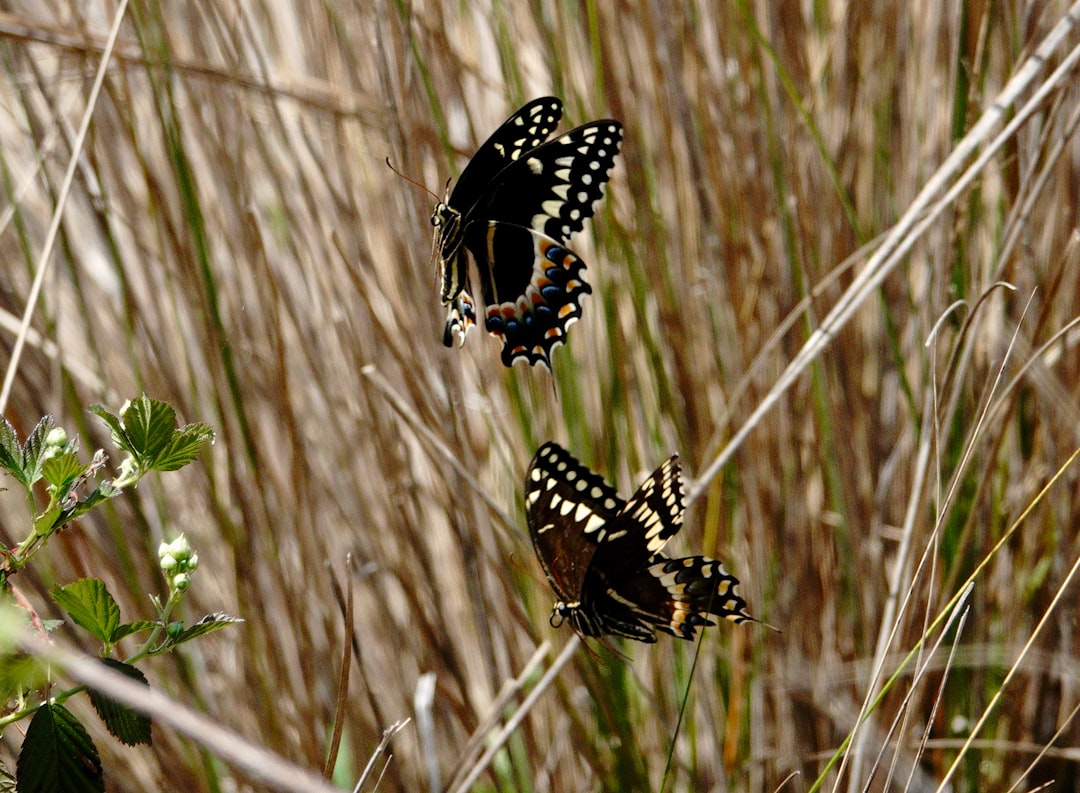 Tallgrass Prairie Preserve, Oklahoma (Image Credits: Unsplash)